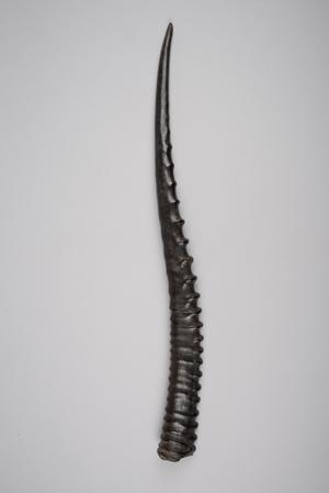 138708, horn of an anthilope, Bhaktapur