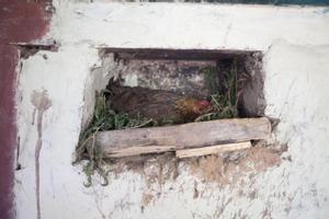 Chicken breeding in a house niche