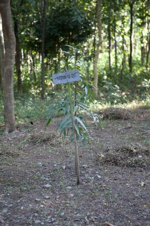 planted tree (suitable as centre for dancing circle)