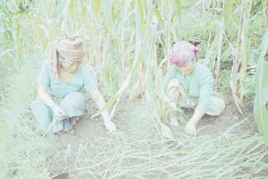 Planting millet, Tamku