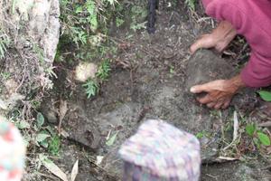A ritual assistant digs out the stone that represents the sakela deity at the sakhela or bhume than