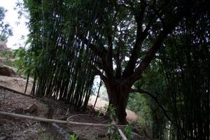 Banyan tree, said to be planted by Kakcilipus son near the watersource used by his father