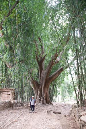 Banyan tree near the watersource of Kakcilipu