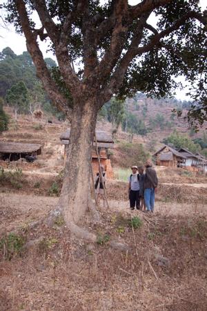 Tree, said to be planted on Kakcilipus grave in lower Chichinga