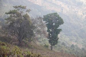 Trees below Tuwachung-Jayajum ridge