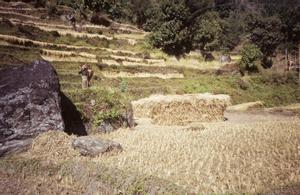 rice field after harvest with water-carrying woman