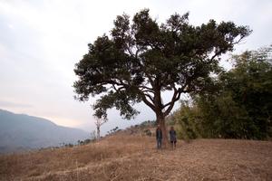 Tree, said to be planted on Kakcilipus grave in lower Chichinga