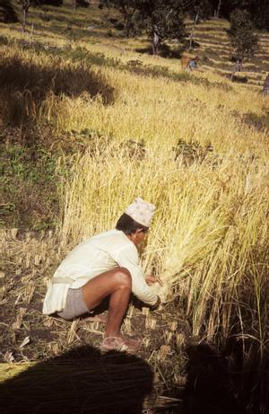 Rice harvest in Bala
