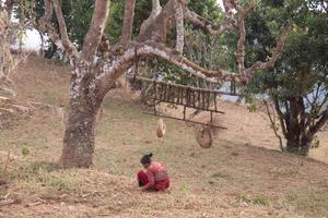 A device hanging from a tree. It is used to stretch so-called 'handula' implements used for plowing