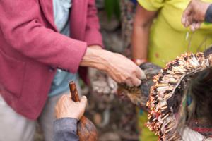 A cock is prepared as an offering to the sakela deity