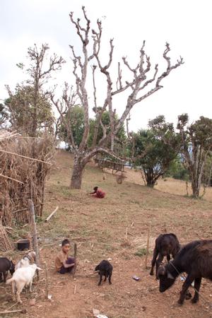 Boy with goats and cow underneath a tree in Upper Chichinga village.