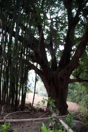 Banyan tree, said to be planted by Kakcilipus son