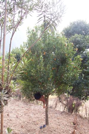 Orange tree at Chichinga village